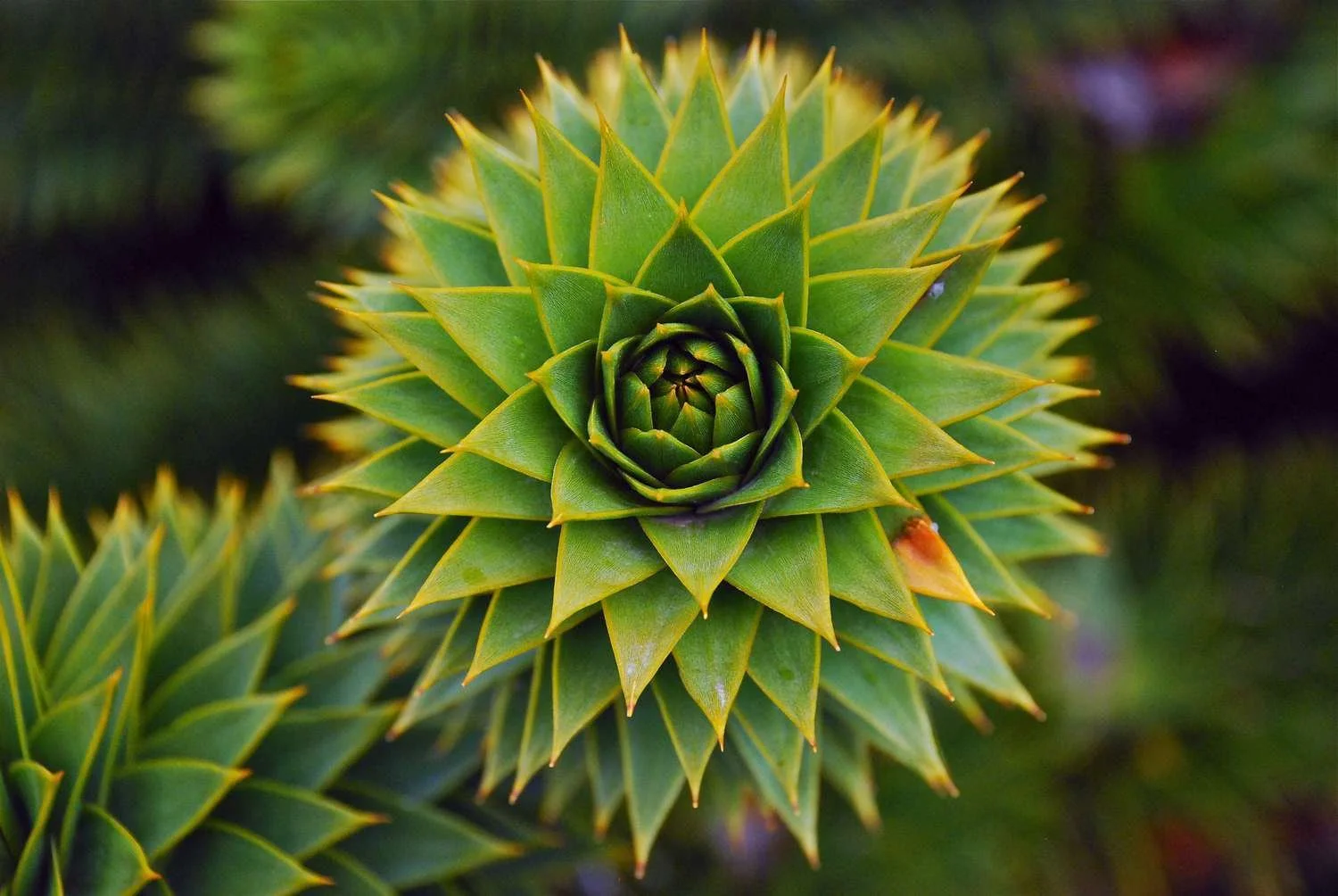 Close-up of a green rosette-shaped succulent with pointed leaves.